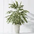 AV Indoor Plants Set 525 Yucca Olive Areca Palm Spathiphyllum - Thumbnail 6