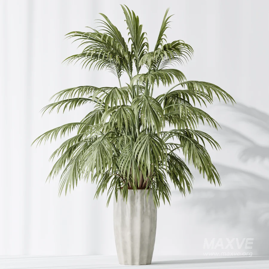 AV Indoor Plants Set 525 Yucca Olive Areca Palm Spathiphyllum - Image 6