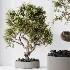AV Indoor Plants Set 478 Ficus Cane Dragon Bonsai Coconut Palm - Thumbnail 1
