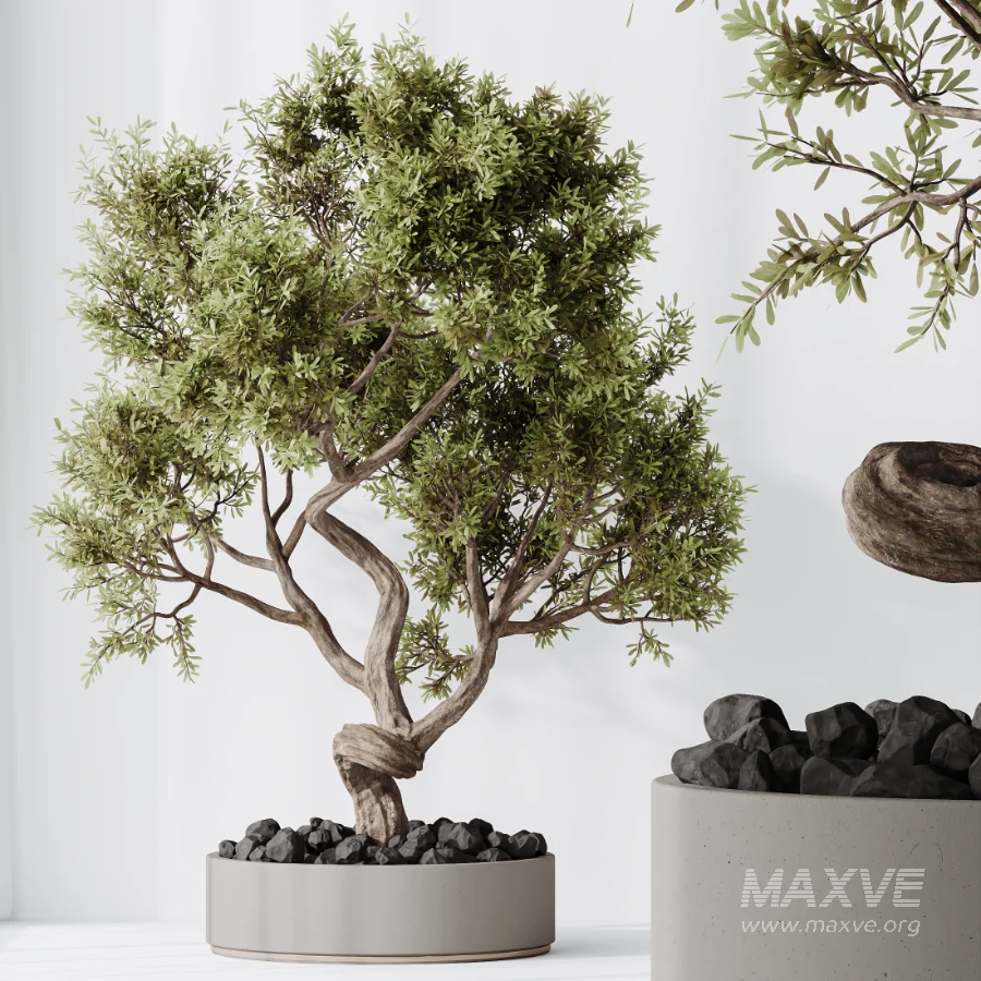 AV Indoor Plants Set 478 Ficus Cane Dragon Bonsai Coconut Palm - Image 1