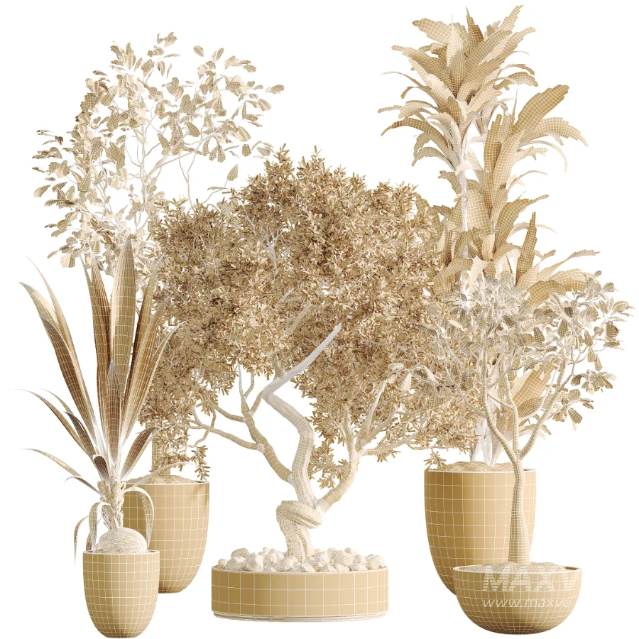 AV Indoor Plants Set 478 Ficus Cane Dragon Bonsai Coconut Palm - Image 9