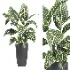 indoor plant 080 - Thumbnail 1