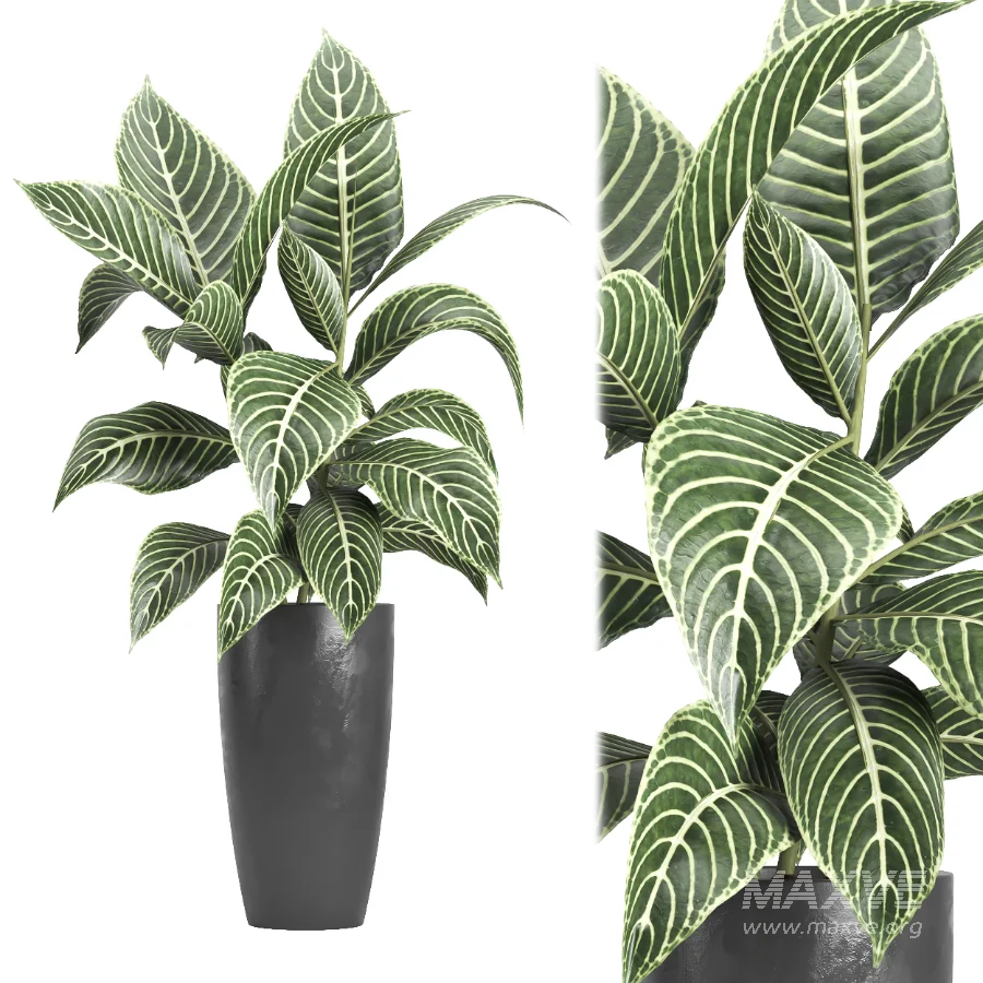 indoor plant 080 - Image 1