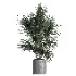 indoor plant 045 - Thumbnail 3