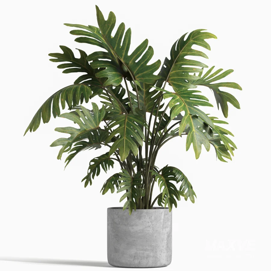 indoor plant 043 - Image 4