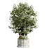 AV Indoor Plants Set 481 Palm Pachira Sansevieria Ficus Olive - Thumbnail 4