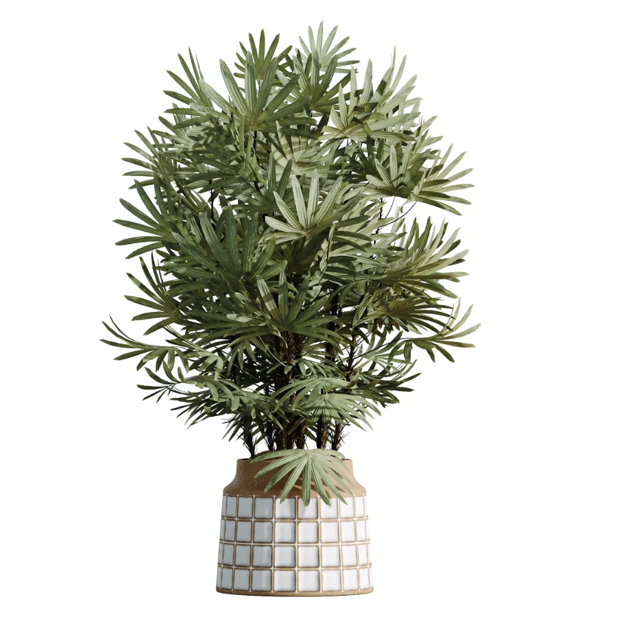 AV Indoor Plants Set 481 Palm Pachira Sansevieria Ficus Olive - Image 4