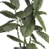 indoor plant 079 - Thumbnail 3