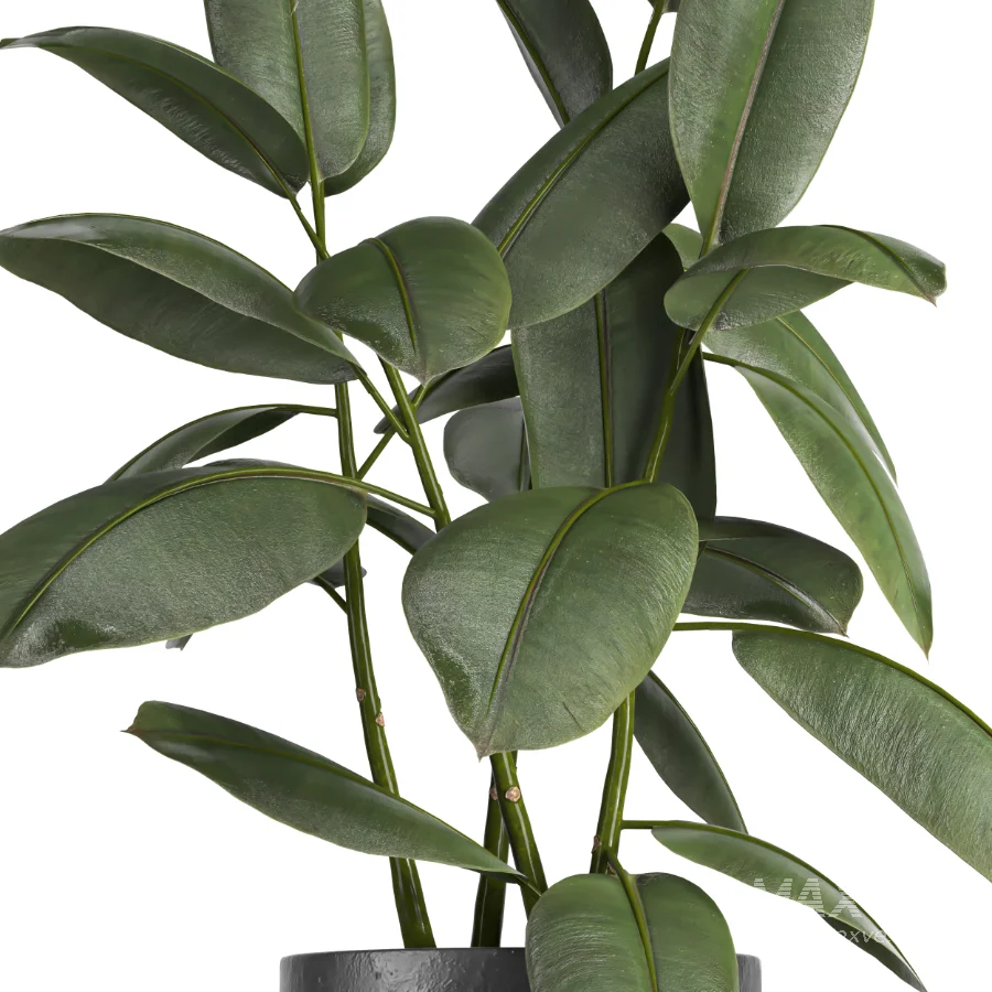 indoor plant 079 - Image 3