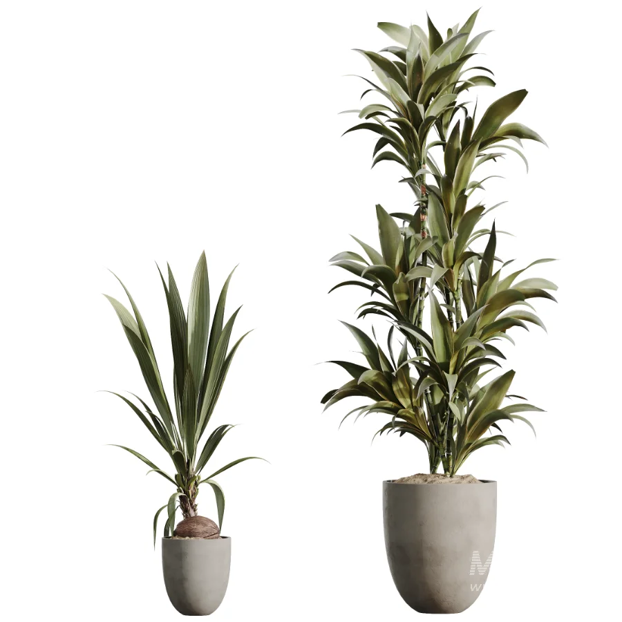 AV Indoor Plants Set 478 Ficus Cane Dragon Bonsai Coconut Palm - Image 7