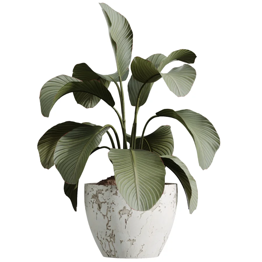 AV Indoor Plants Set 489 PalmCalathea Lutea Olive Ficus - Image 1