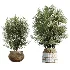 AV Indoor Plants Set 481 Palm Pachira Sansevieria Ficus Olive - Thumbnail 6