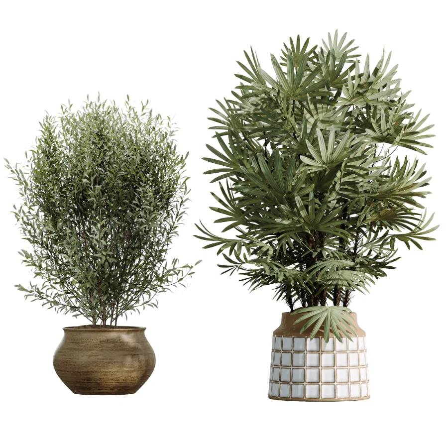 AV Indoor Plants Set 481 Palm Pachira Sansevieria Ficus Olive - Image 6
