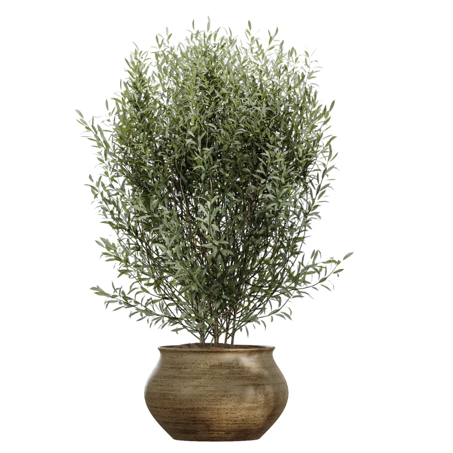 AV Indoor Plants Set 481 Palm Pachira Sansevieria Ficus Olive - Image 1