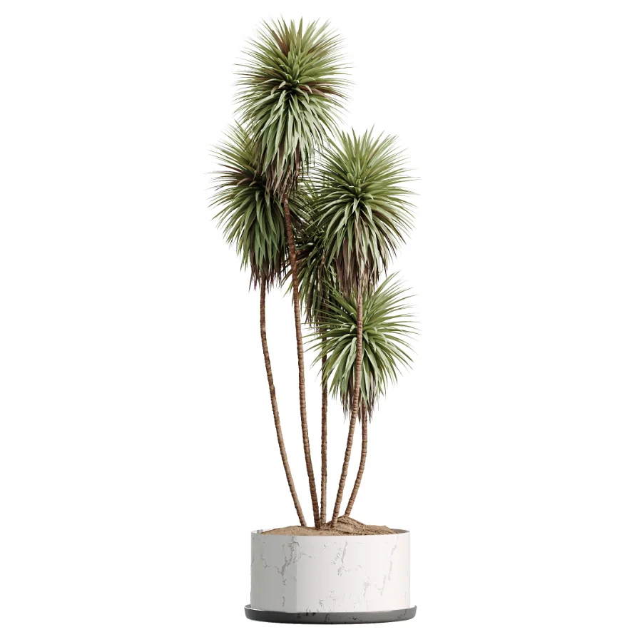 AV Indoor Plants Set 476 Yucca Elephantipes and Olive Tree and Zamioculcas Zamiifolia and Peace Lily - Image 5
