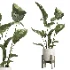 indoor plant 074 - Thumbnail 1