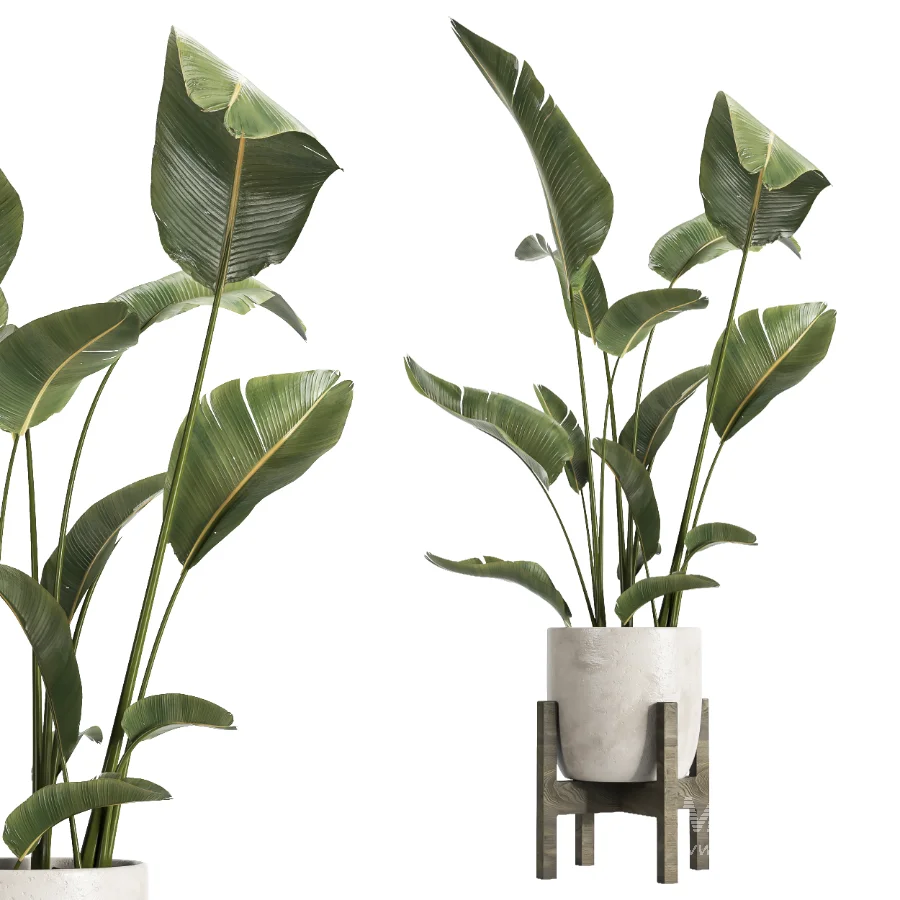 indoor plant 074 - Image 1