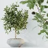AV Indoor Plants Set 524 Pachira Ficus Dracaena Cactus - Thumbnail 2