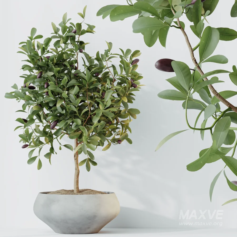 AV Indoor Plants Set 524 Pachira Ficus Dracaena Cactus - Image 2
