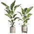 indoor plant 062 - Thumbnail 1