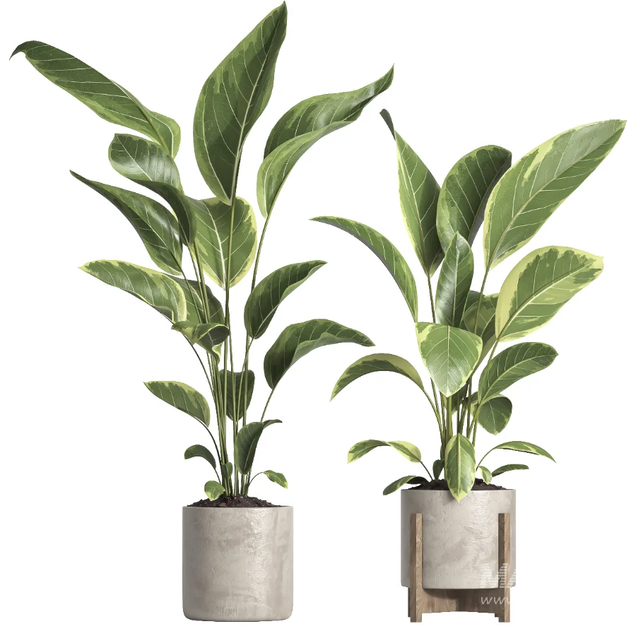 indoor plant 062 - Image 1
