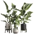 indoor plant 074 - Thumbnail 3