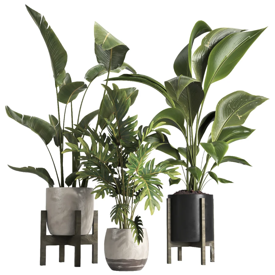 indoor plant 074 - Image 3
