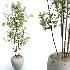 AV Indoor Plants Set 484 Areca Palm and Olive Eucalyptus and Dracaena Warnecki and Ficus Elastica - Thumbnail 5