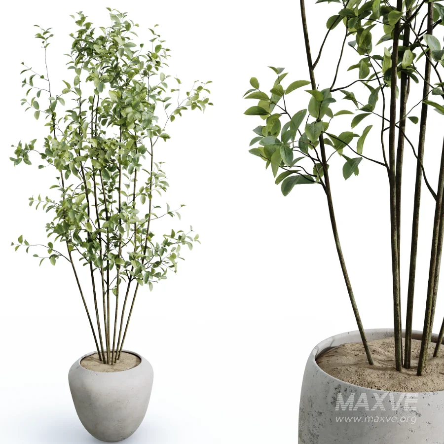 AV Indoor Plants Set 484 Areca Palm and Olive Eucalyptus and Dracaena Warnecki and Ficus Elastica - Image 5
