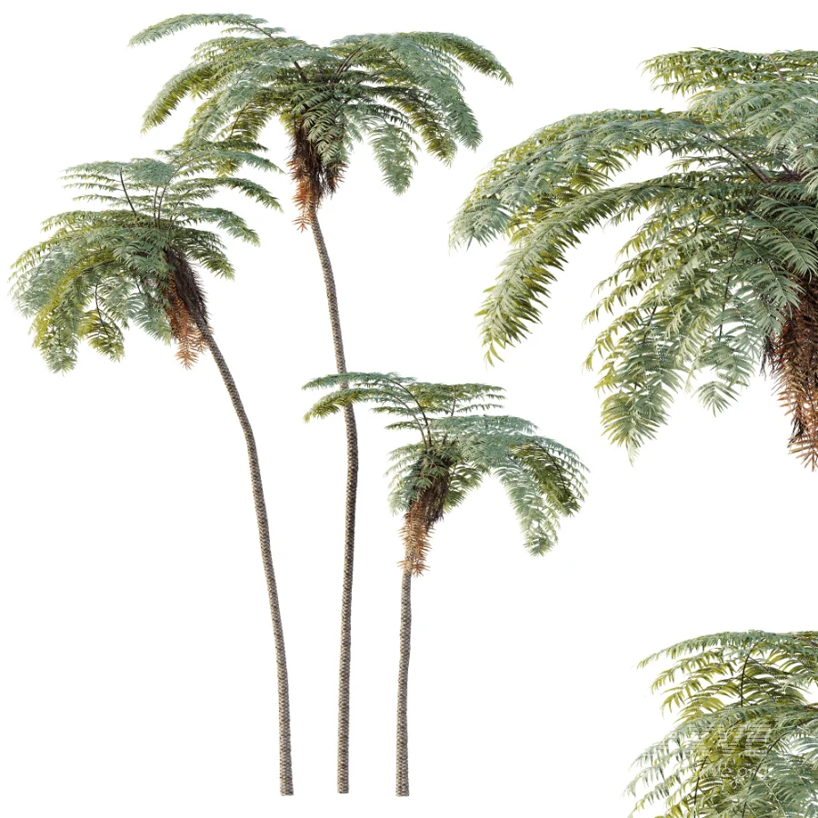 AV Plant Sphaeropteris Lepifera Palm Tree 01 - Image 4
