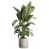 indoor plant 063 - Thumbnail 2
