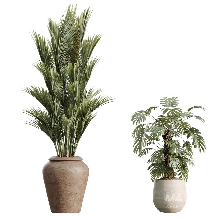 AV Indoor Plants Set 477 Elegant Monstera and Peace Lily and Chemlali Olive and Euphorbia Drupifera and Cat Reed Palm - Image 7