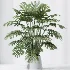 AV Indoor Plants Set 479 Olive Elegant Monstera Ficus Palm - Thumbnail 6