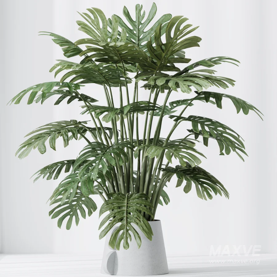 AV Indoor Plants Set 479 Olive Elegant Monstera Ficus Palm - Image 6