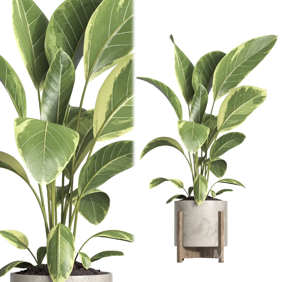 indoor plant 062 - Image 2