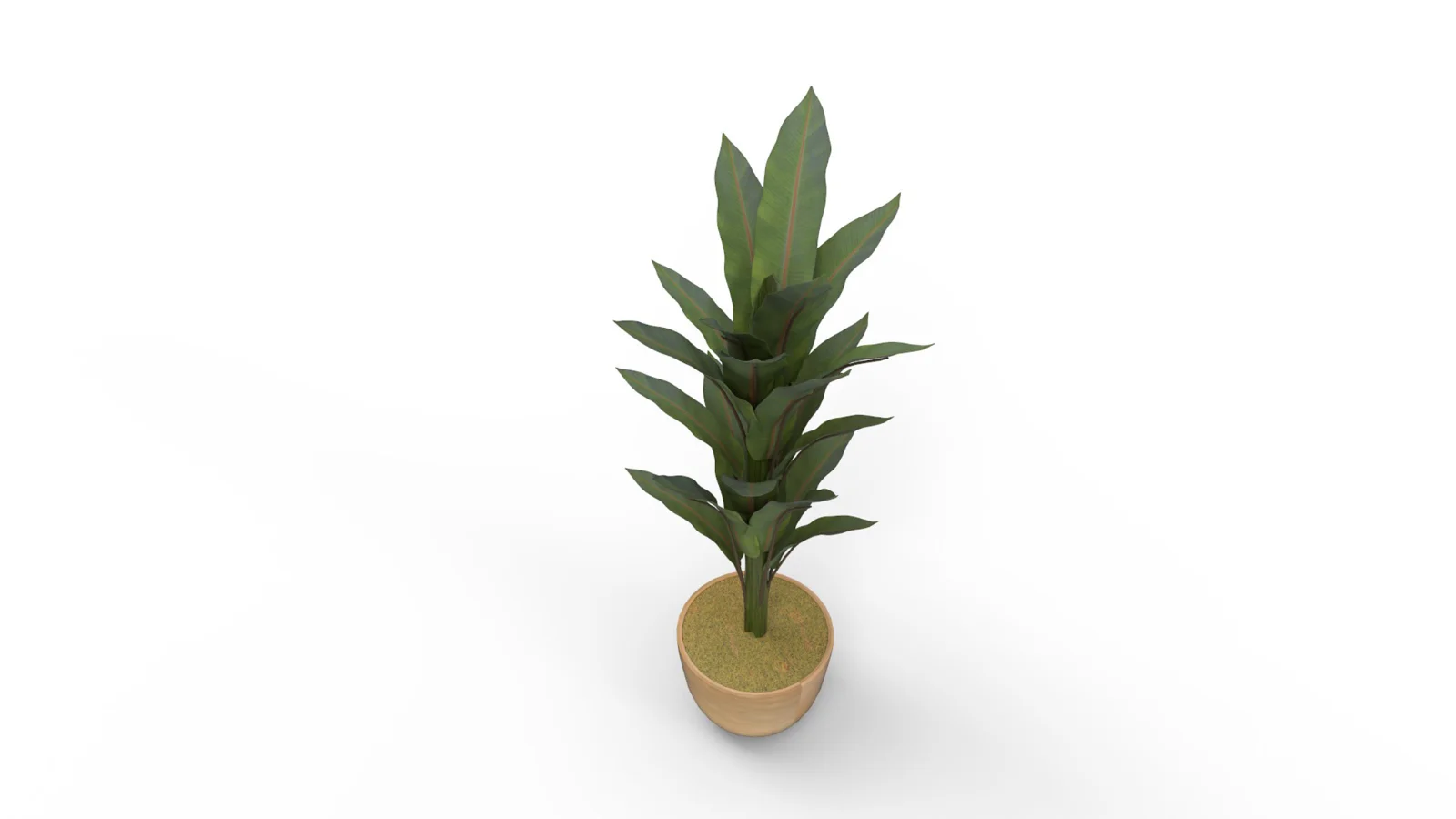 Banana Leaf Tree in Planter - Image 4