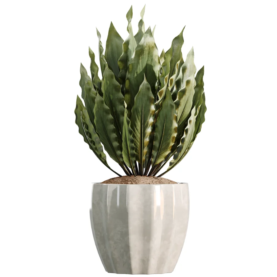 AV Indoor Plants Set 525 Yucca Olive Areca Palm Spathiphyllum - Image 3