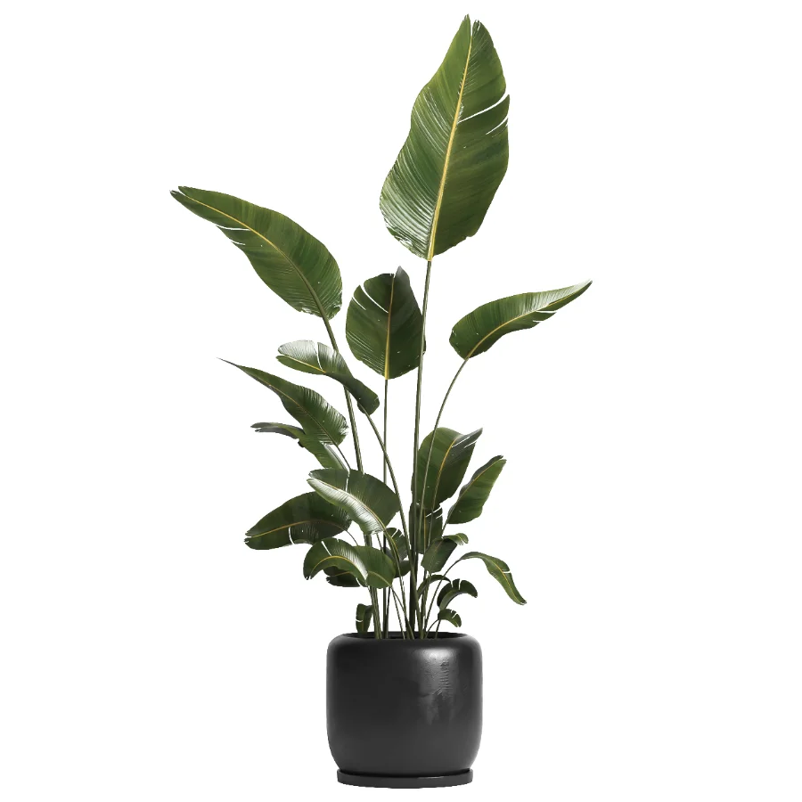 indoor plant 061 - Image 1
