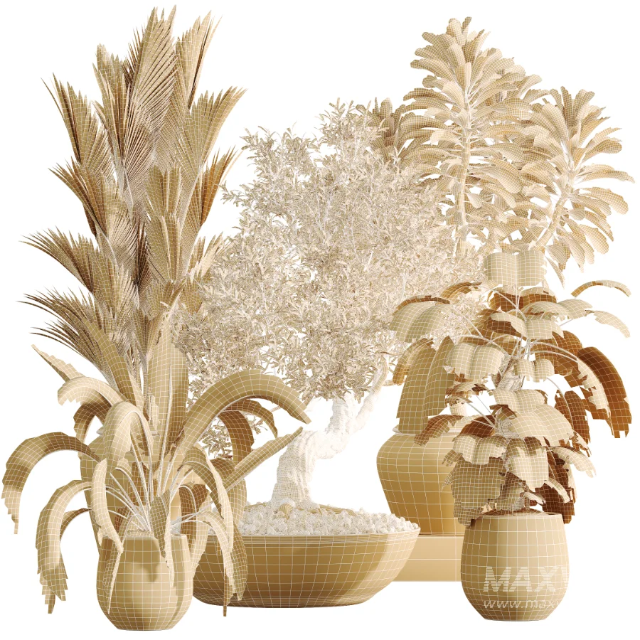 AV Indoor Plants Set 477 Elegant Monstera and Peace Lily and Chemlali Olive and Euphorbia Drupifera and Cat Reed Palm - Image 12