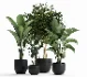 ntal plants, decorative plants, modern planter, black planter, flower pot, interior plants, office plants, home decor, lobby plants, hotel plants, realistic plants, 3d plants, archviz - Thumbnail 3