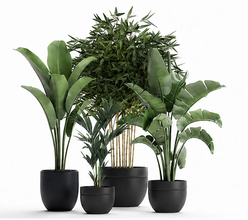 ntal plants, decorative plants, modern planter, black planter, flower pot, interior plants, office plants, home decor, lobby plants, hotel plants, realistic plants, 3d plants, archviz - Image 3