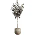 AV Indoor Plants Set 486 Rubber Ficus Elastica Abidjan Melany - Thumbnail 2
