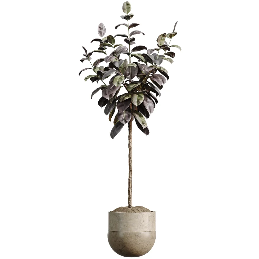 AV Indoor Plants Set 486 Rubber Ficus Elastica Abidjan Melany - Image 2
