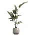 indoor plant 069 - Thumbnail 1