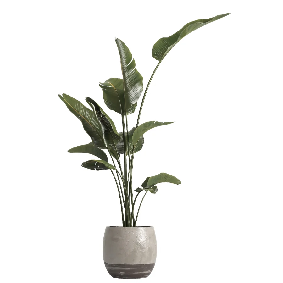 indoor plant 069 - Image 1