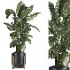 indoor plant 058 - Thumbnail 4