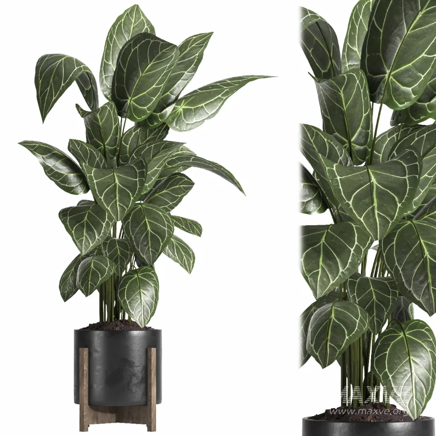 indoor plant 058 - Image 4