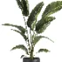 indoor plant 071 - Thumbnail 2
