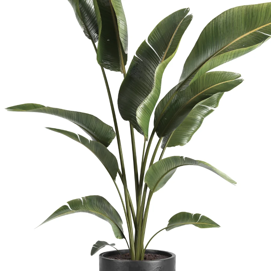indoor plant 071 - Image 2