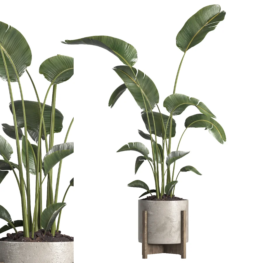 indoor plant 076 - Image 3